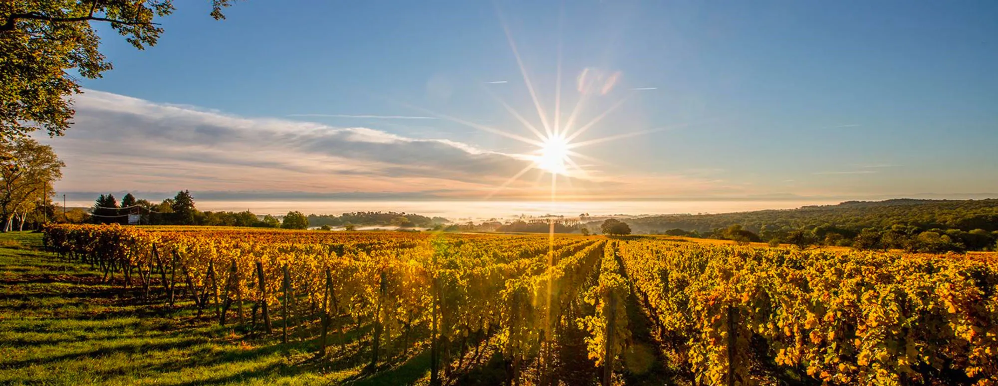 Domaine Michel Fonne